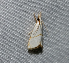 Pseudargyria interruptella