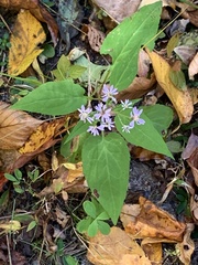 Symphyotrichum cordifolium