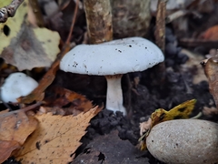 Clitopilus