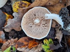 Clitopilus