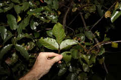 Pleiogynium timoriense