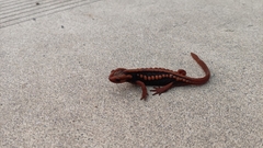 Tylototriton shanjing