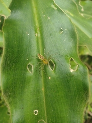 Peucetia rubrolineata