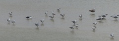 Larus dominicanus vetula