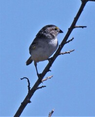 Ammodramus humeralis