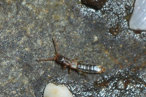 Actocharis