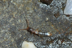 Actocharis readingii