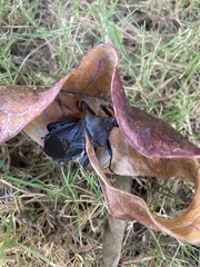 Pachylis nervosus