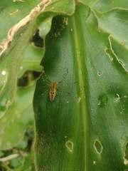 Peucetia rubrolineata