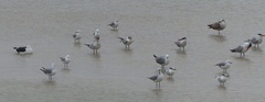 Larus dominicanus vetula