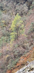 Larix potaninii himalaica