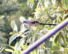 Dendrocitta formosae