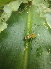Peucetia rubrolineata