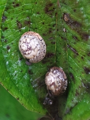 Hygromia cinctella
