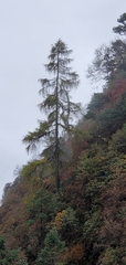 Larix potaninii himalaica