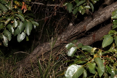 Pleiogynium timoriense