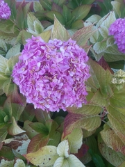 Hydrangea