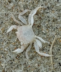 Hemigrapsus takanoi