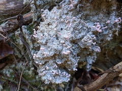Dibaeis baeomyces