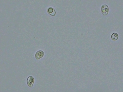 Radulomyces confluens