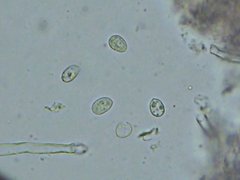 Radulomyces confluens