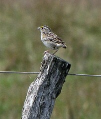 Ammodramus humeralis