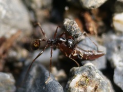 Aphaenogaster