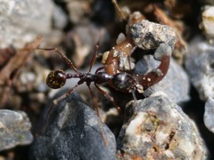 Aphaenogaster