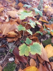 Ribes alpinum