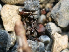 Aphaenogaster