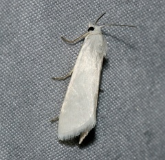 Scirpophaga