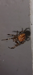 Araneus diadematus