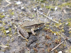 Rana chaochiaoensis