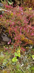 Bistorta vacciniifolia