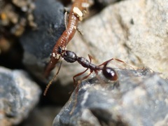 Aphaenogaster