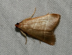 Hypsopygia nonusalis