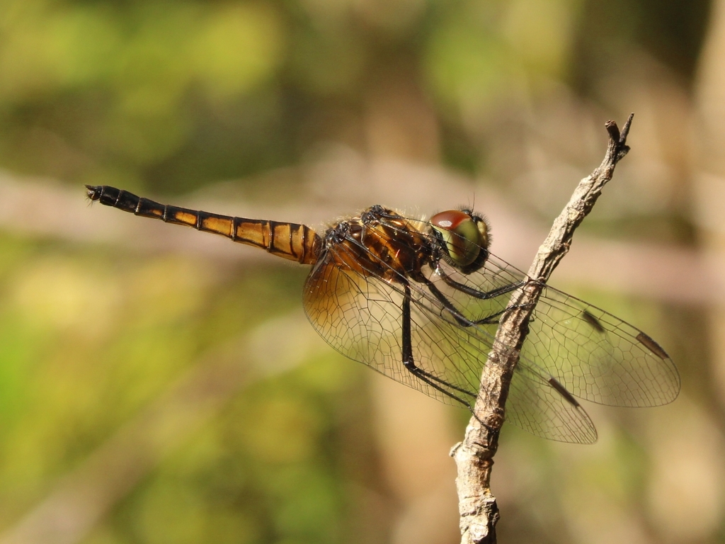Blue Adjutant