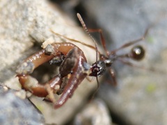Aphaenogaster