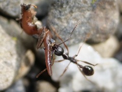 Aphaenogaster
