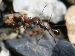 Aphaenogaster