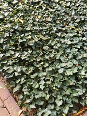 Hedera helix