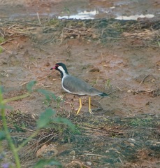 Vanellus indicus
