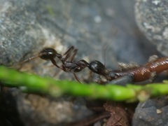 Aphaenogaster