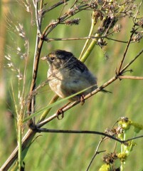Ammodramus humeralis