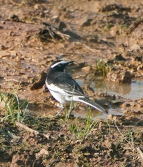 Motacilla maderaspatensis