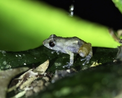 Diasporus