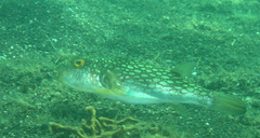 Chelonodontops patoca