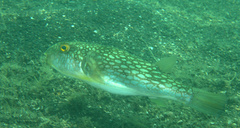 Chelonodontops patoca