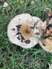 Paxillus cuprinus