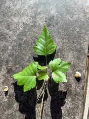 Crataegus marshallii